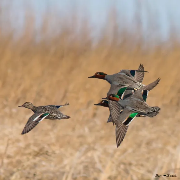 Special September Teal Season Opens Sept. 5th