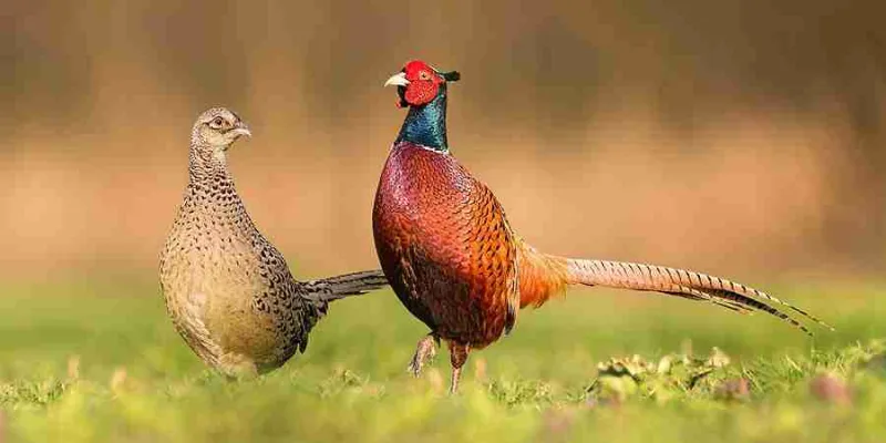 North Iowa Outdoors: Survey Finds Iowa Pheasant Population 2nd Highest in a Decade