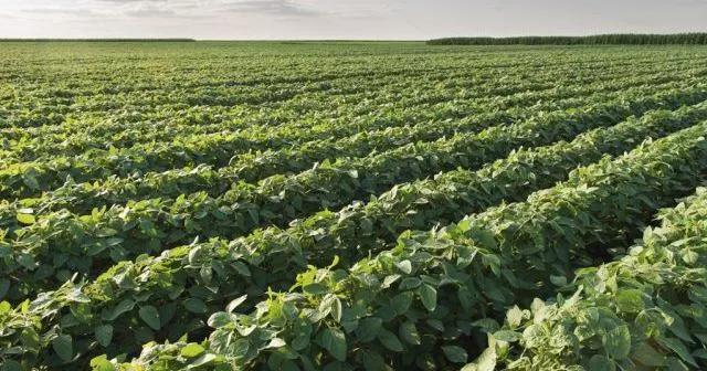Excess Moisture Raises Disease Concerns in Soybeans