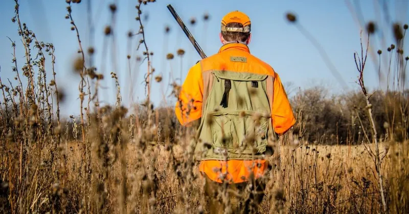 Iowa pheasant numbers down overall but many areas have plenty of birds