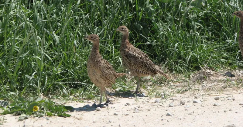 Decades of August roadside surveys in Iowa show wildlife and habitat changes