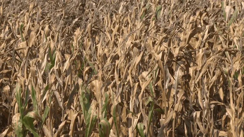 Eastern Iowa farmer says recent weather has his crops ahead of schedule