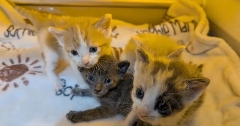 Muddy Paws Second Chance Rescue in urgent need of foster homes for kittens