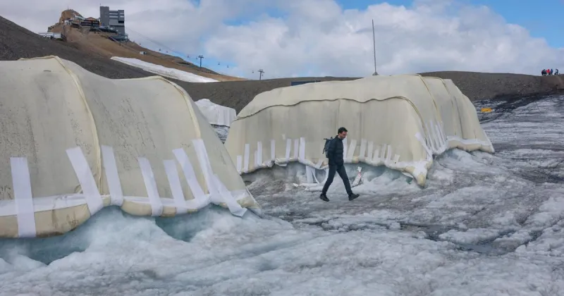Can sheep save the glaciers? Swiss scientists put wool to the test