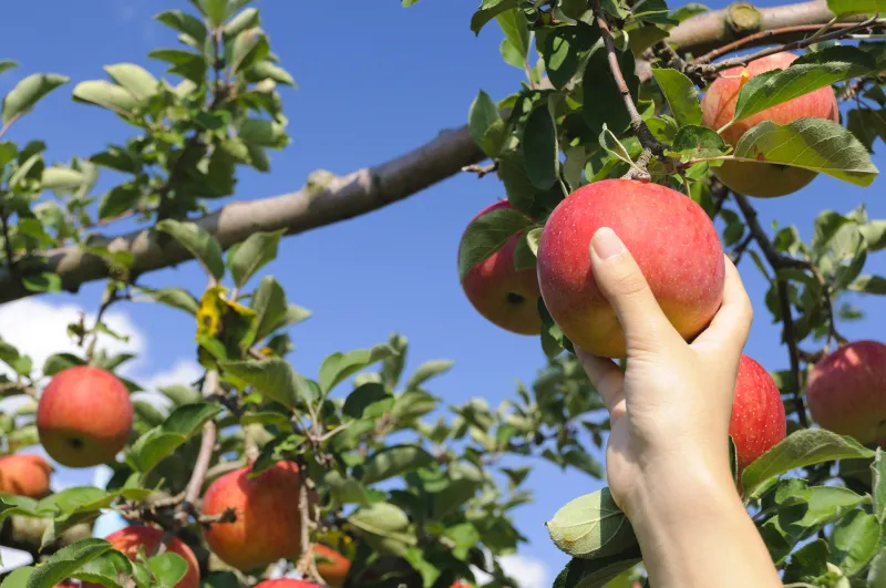 There's an apple for that