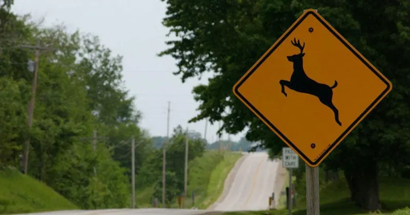 McCalla warns of fall harvest, deer road dangers