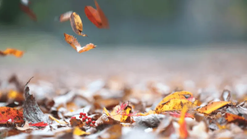 Iowa City encourages residents to leave fallen leaves at home