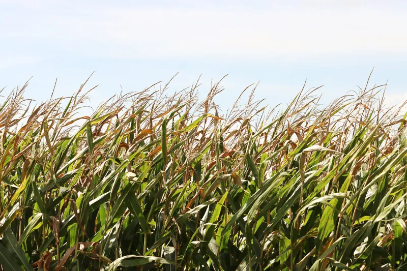 'Excessively wet' conditions reported as harvest begins in Iowa
