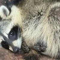 'He may be a little intoxicated.' Raccoon found in Des Moines dumpster