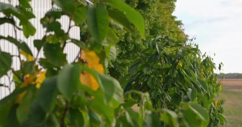 An orchard in the city: Rock Island man grows pawpaw trees in his backyard