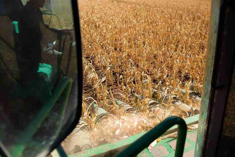 Iowa Crop Progress and Condition Report Released