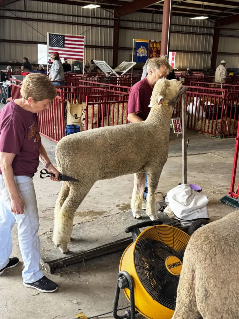 Clay County Fair attendance down a bit this year due to rain