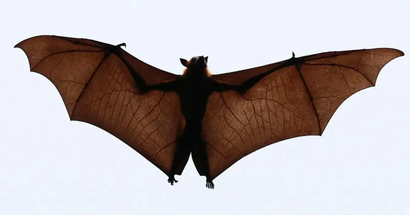 Study reveals 65-million-year evolutionary history of bats