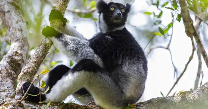 Singing lemurs may use a soprano-like trick to project songs