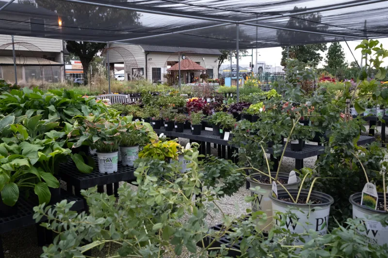 Opinion | Stop buying plants just to kill them in a week