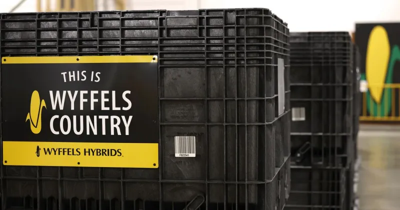 80 years of growth: Wyffels Hybrids plants for the future