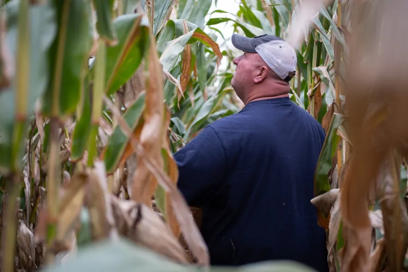 Rain delays harvest