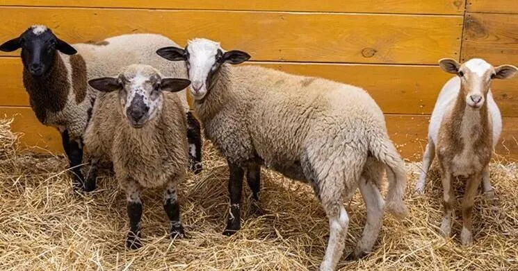 Nearly 400 animals rescued from Iowa farm, owners arrested for neglect