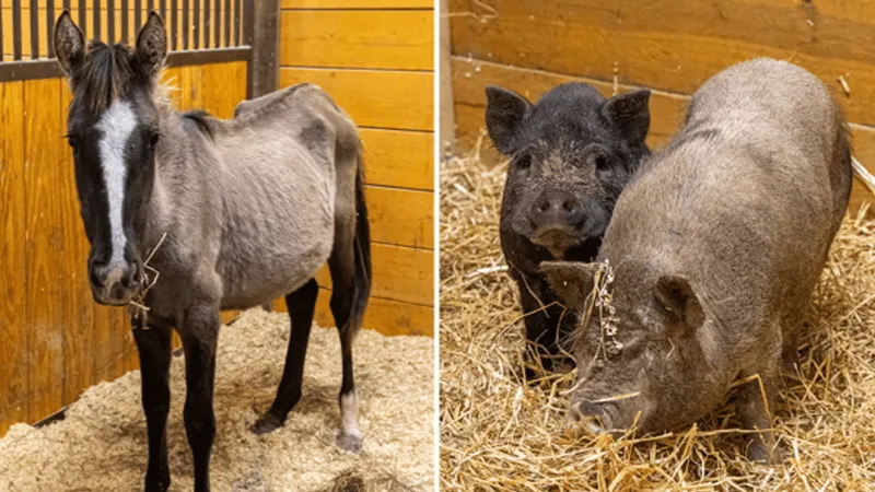 ARL rescues 379 animals from alleged severe neglect in Marshall County