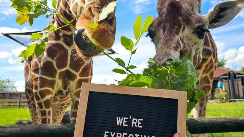 Baby giraffe watch is live at Blank Park Zoo