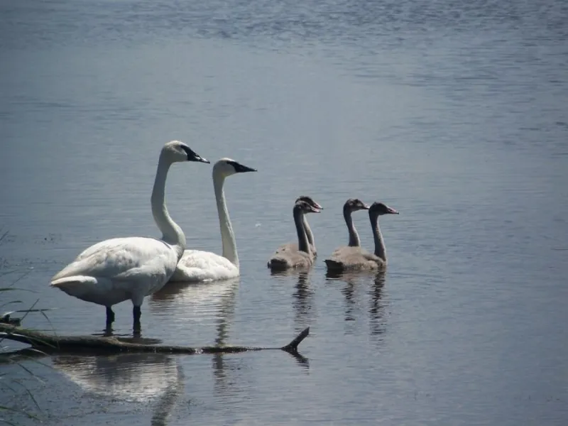 Union Slough Auto Tour Route Open During Refuge Week