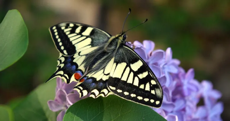 Butterfly wing patterns may trick predators with motion illusions