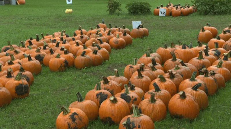 Rain makes for a muddy pumpkin season at Barts Farm
