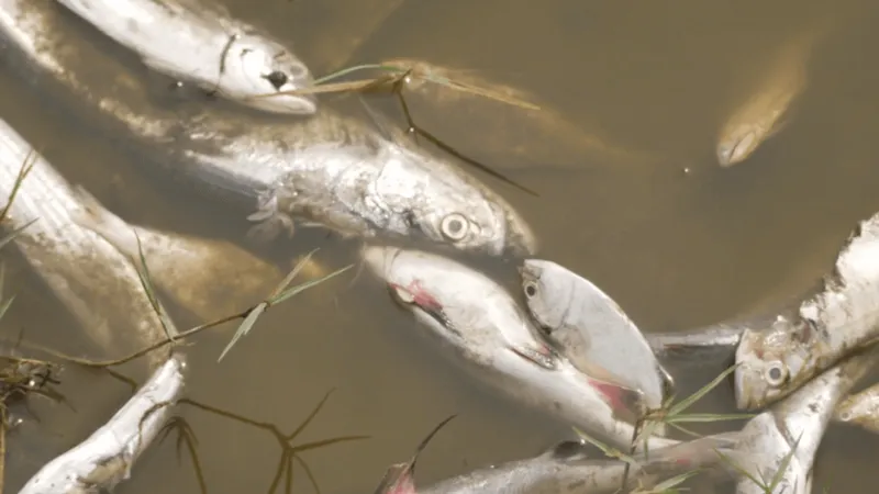 DNR investigates fish kill near Peosta in Dubuque County