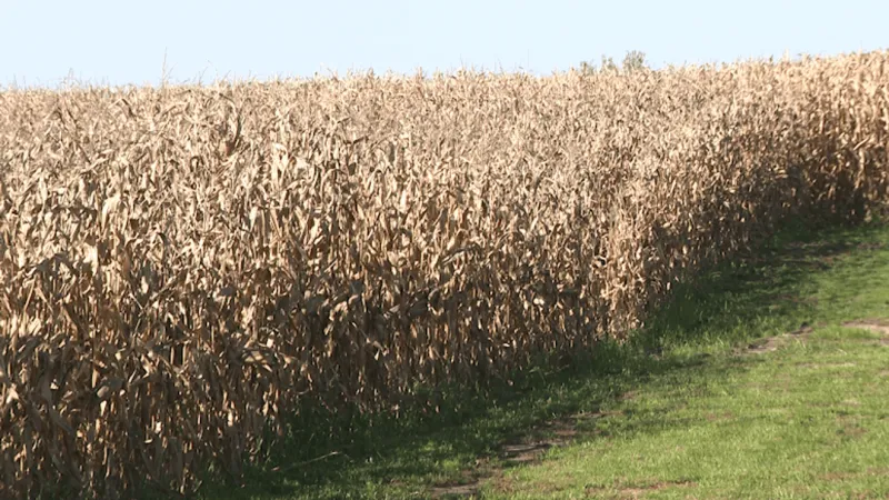 Soggy September causes delay in fall harvest