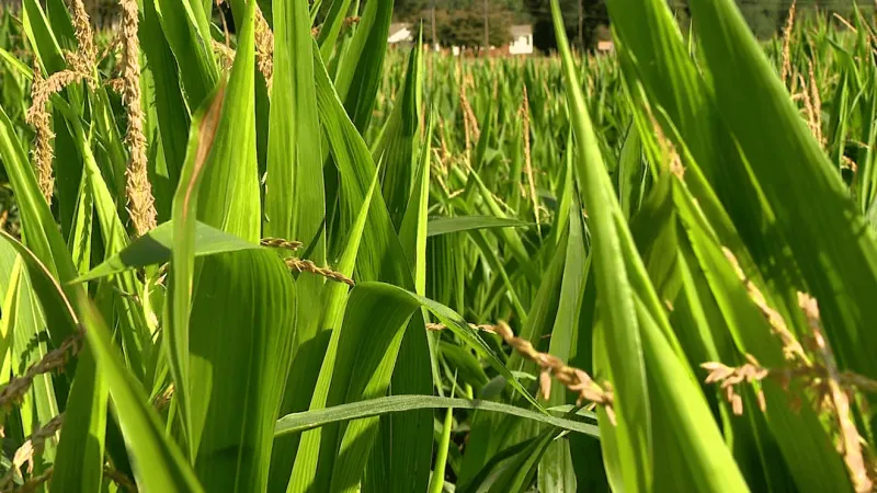 USDA announces $180M seed initiative that could benefit Iowa farmers