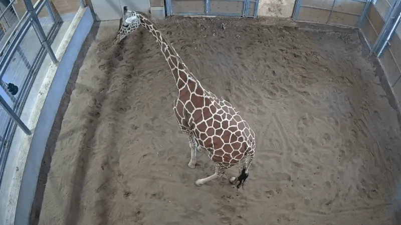 Baby giraffe calf dies during labor at Iowa zoo