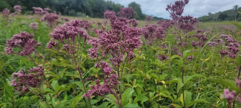 Iowa wildflower Wednesday: Mishap at Buffalo Slough