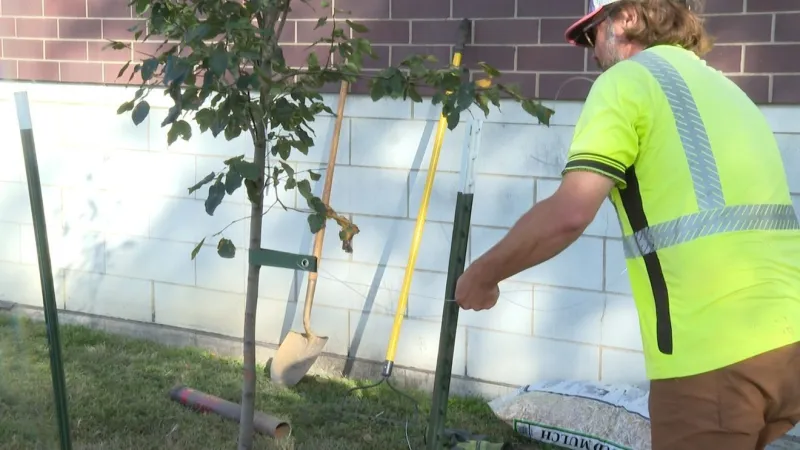 Johnson County plants 45 trees near Iowa City buildings with Iowa DNR grant