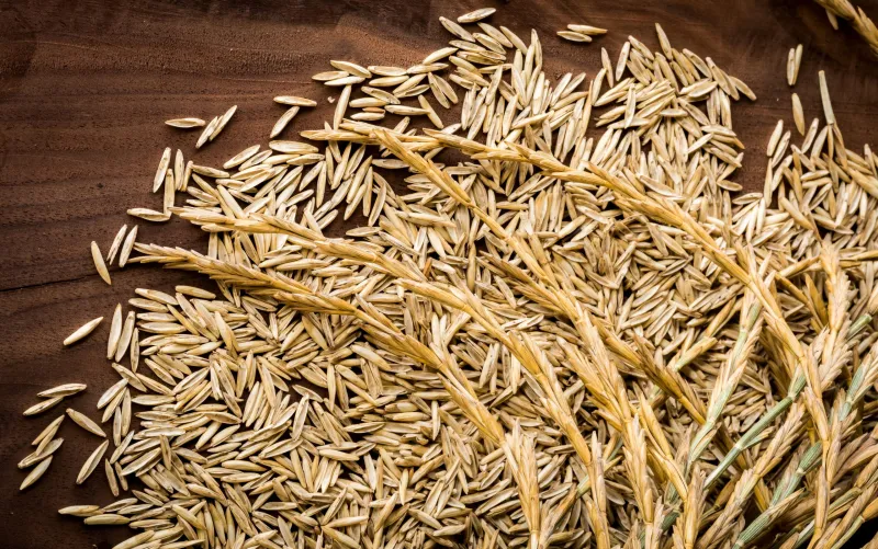 A new crop called Kernza could change the Iowa landscape