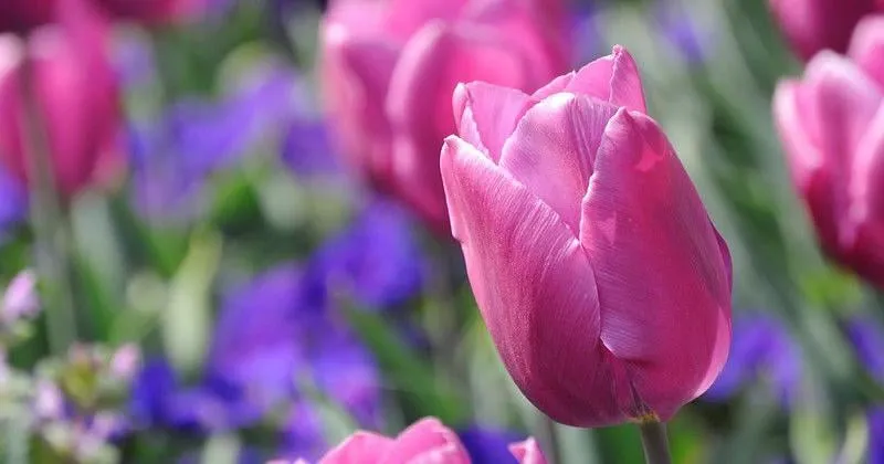 Orange City looking for new tulip bulbs after fungus outbreak