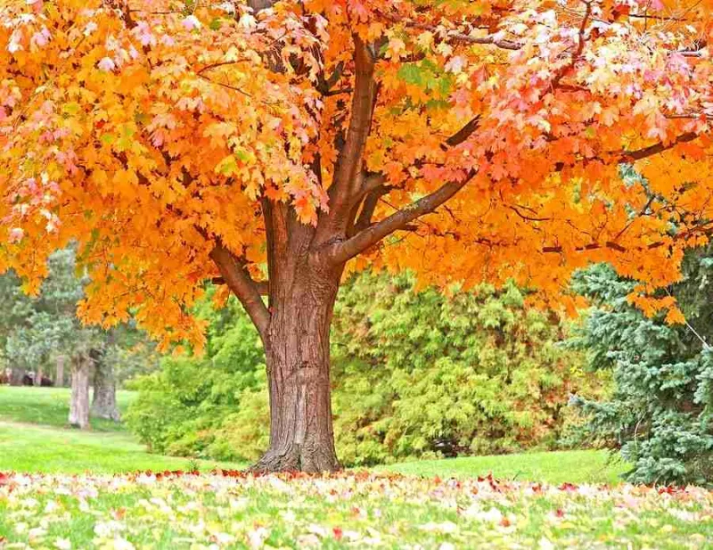 Managing Fall Leaves in the Home Landscape