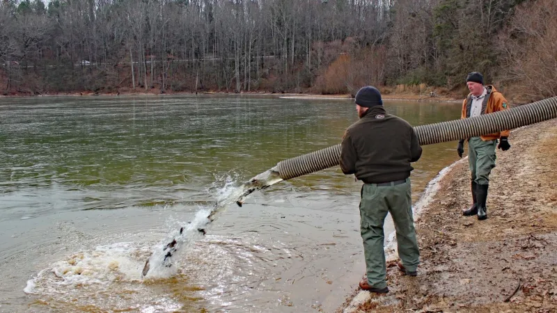 Iowa DNR to stock eastern Iowa ponds with trout this fall