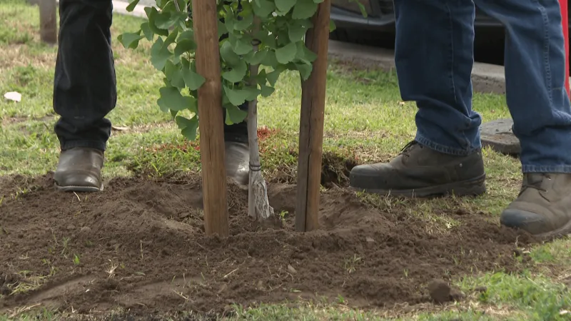 Marion seeks volunteers to plant trees for America's 250th anniversary