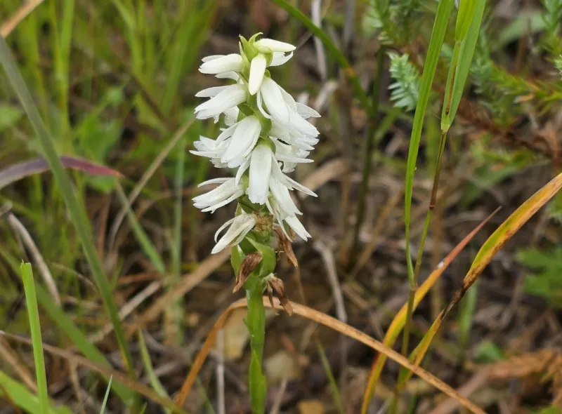 Iowa wildflower Wednesday: Great Plains' Ladies Tresses