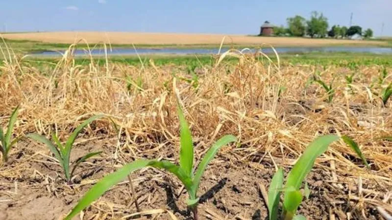 Iowa farmers can get crop insurance discount for planting cover crops