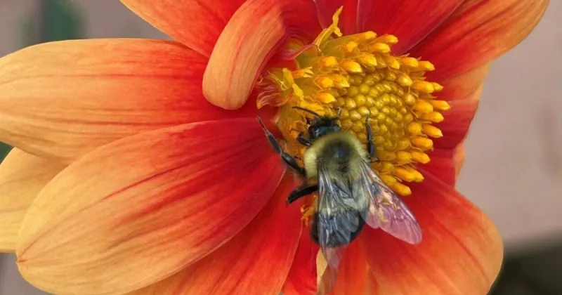 With frost a possibility on Friday night, it's time to bring your plants inside