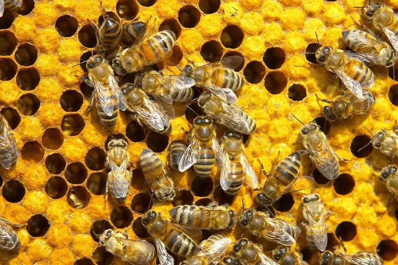 North Iowa Outdoors: Higher Risk for Bee Stings This Fall