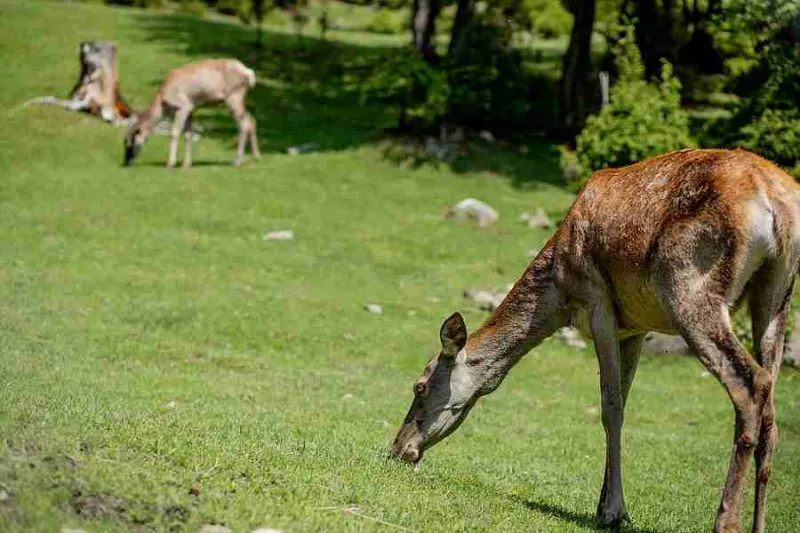 North Iowa Outdoors: Deer are on the Move