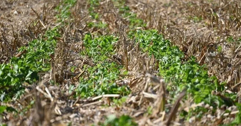 OTHER VOICES: Iowa farmers should be paid for the soil and water they keep
