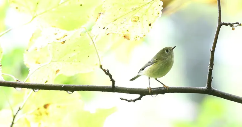 Cedar Falls earns another Bird-Friendly Community award, cited for going above and beyond