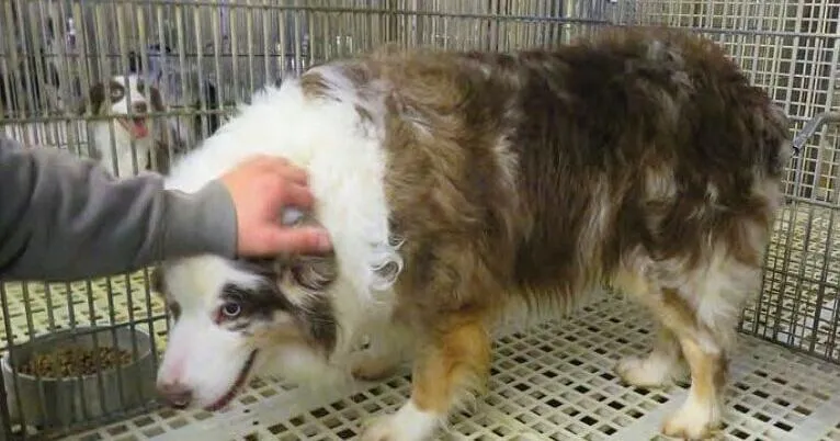 U.S. Department of Agriculture argues it's not required to enforce Animal Welfare Act