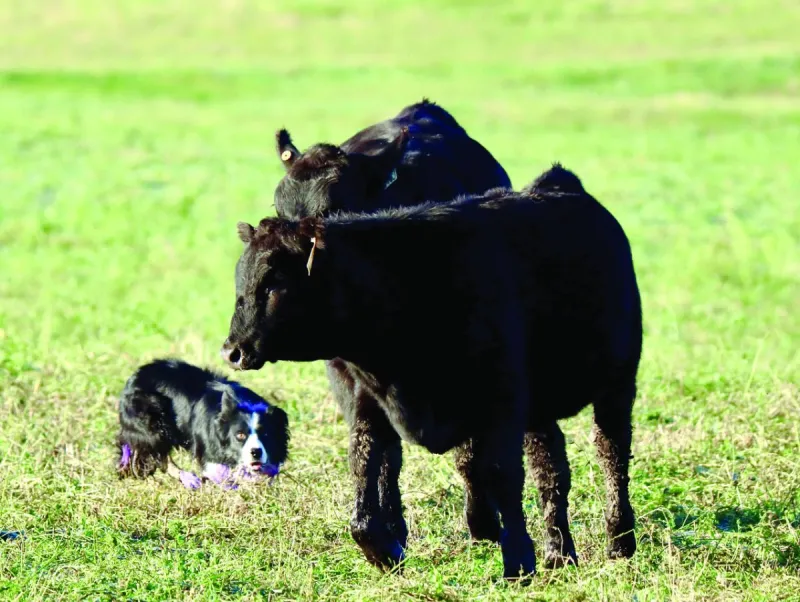 National Cattle Dog Finals held in area