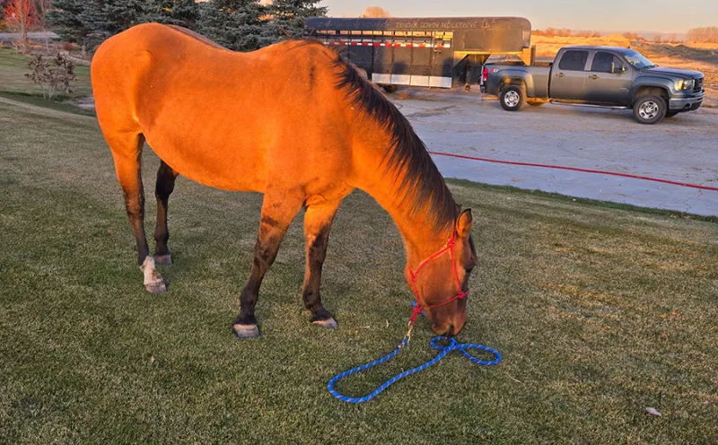 'It was malicious': Investigation underway after horse is shot in Idaho Falls pasture