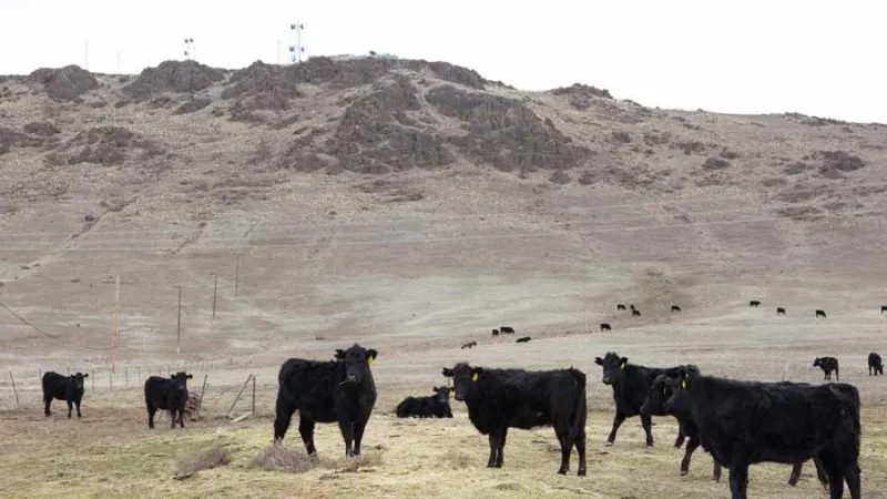 Cattle 'suffered' after being shot, left to die on Idaho rangeland, police say