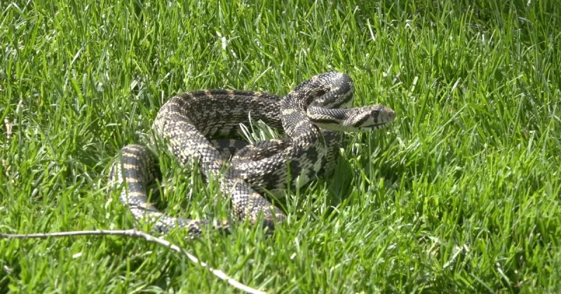 Idaho Chukar Foundation hosts rattlesnake, skunk, and porcupine avoidance training